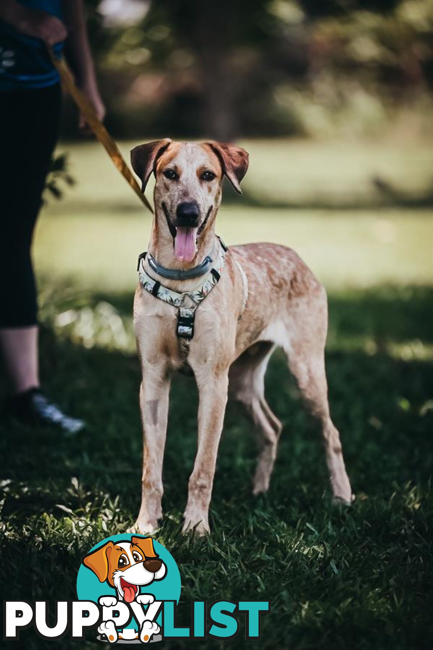 Big Red - Medium Cross Breed, 1 Year 7 Months 0 Weeks (approx)