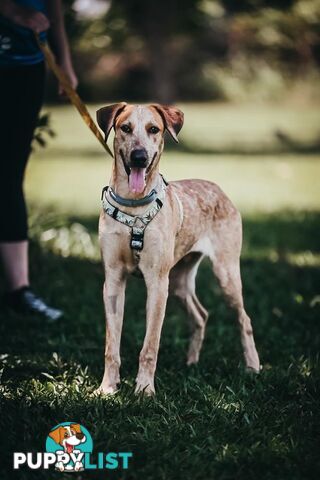 Big Red - Medium Cross Breed, 1 Year 7 Months 0 Weeks (approx)