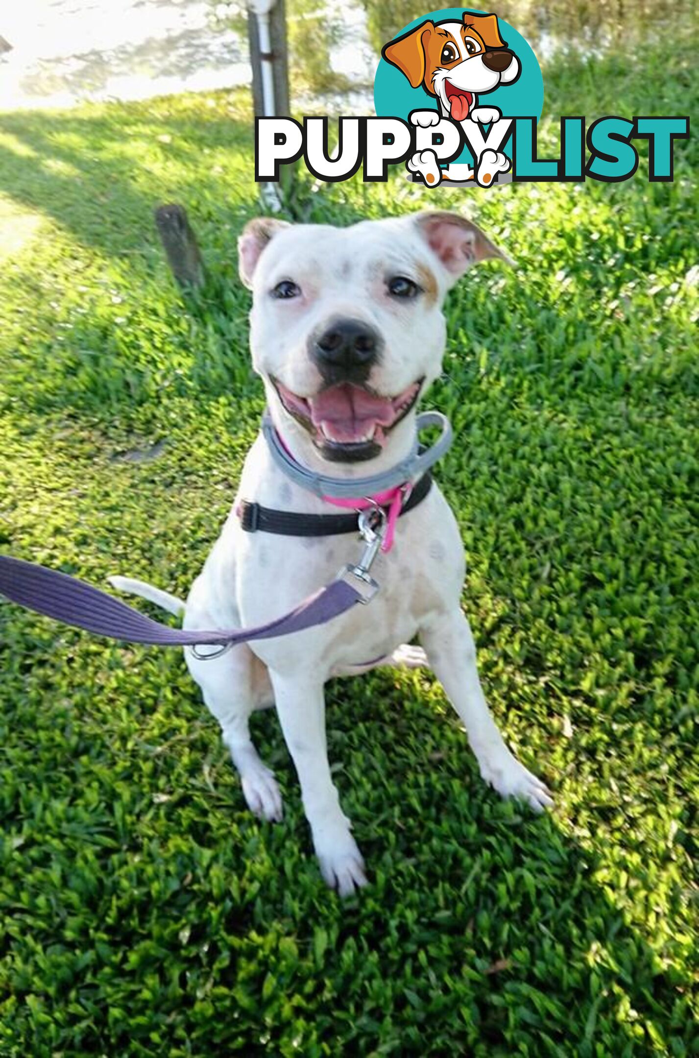 Molly - English Staffordshire Bull Terrier, 2 Years 0 Months 1 Week (approx)