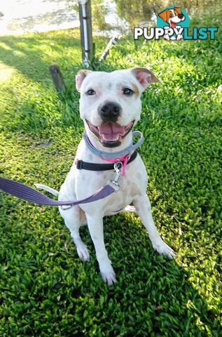 Molly - English Staffordshire Bull Terrier, 2 Years 0 Months 1 Week (approx)