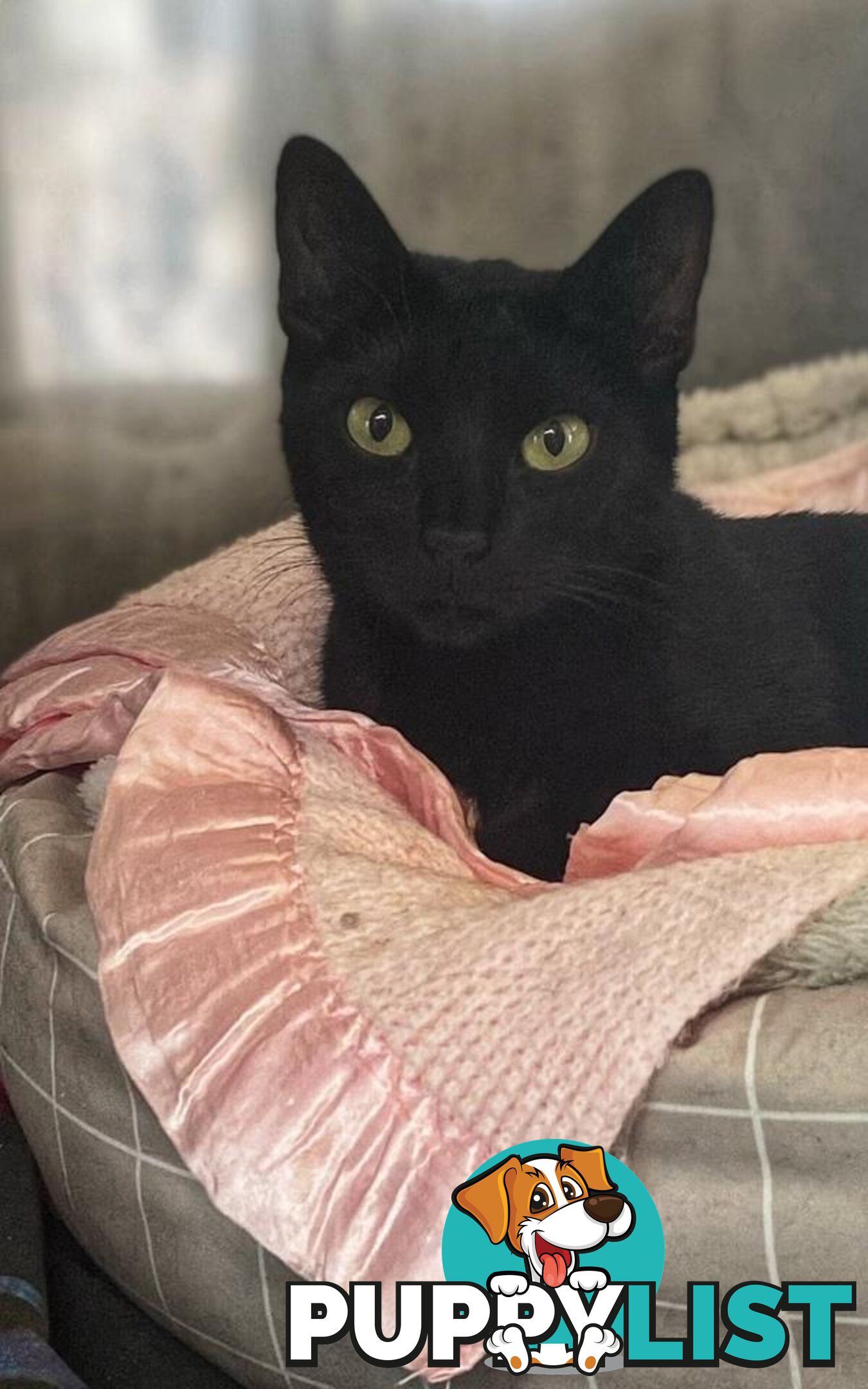 Noir - Domestic Short Hair, 4 Years 0 Months 1 Week (approx)