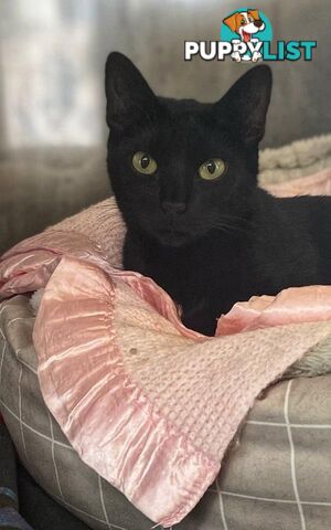 Noir - Domestic Short Hair, 4 Years 0 Months 1 Week (approx)