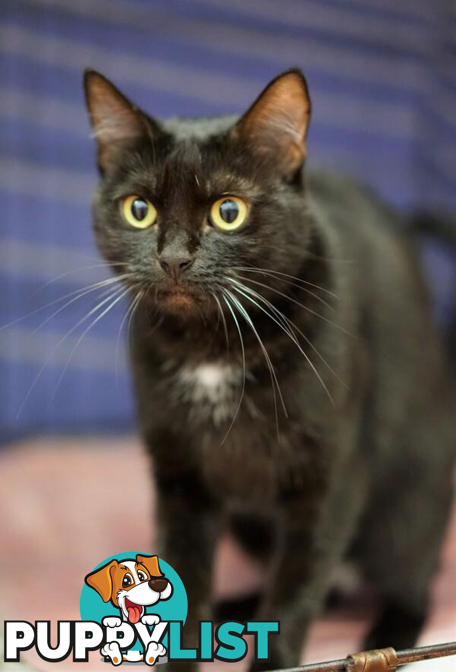 Selina - Domestic Short Hair, 6 Years 0 Months 3 Weeks (approx)