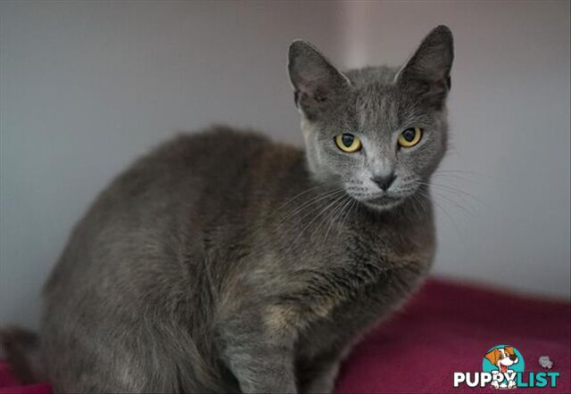 Greta - Domestic Short Hair, 1 Year 0 Months 2 Weeks