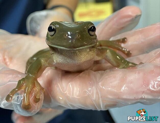 Emma Mckeon - Frog - Green Tree