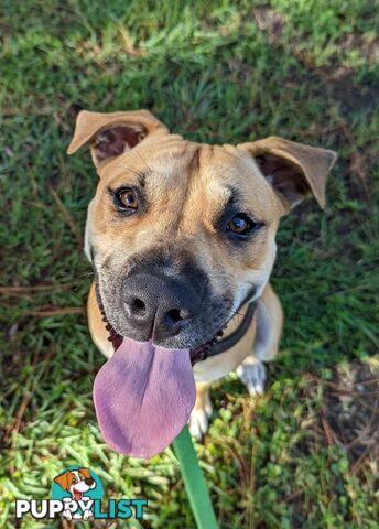 Reggie - American Staffordshire Bull Terrier, 0 Years 9 Months 1 Week