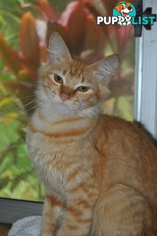 Miss Marmalade - Domestic Medium Hair, 1 Year 7 Months 3 Weeks (approx)