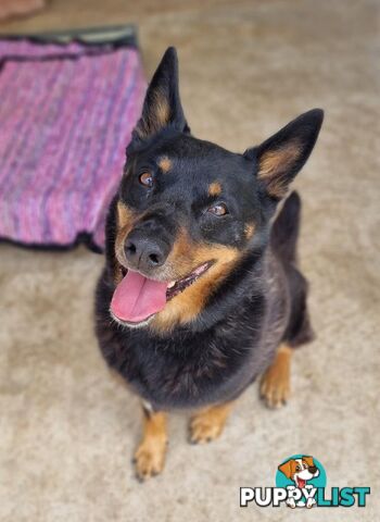 Duke - Kelpie, 9 Years 1 Month 0 Weeks