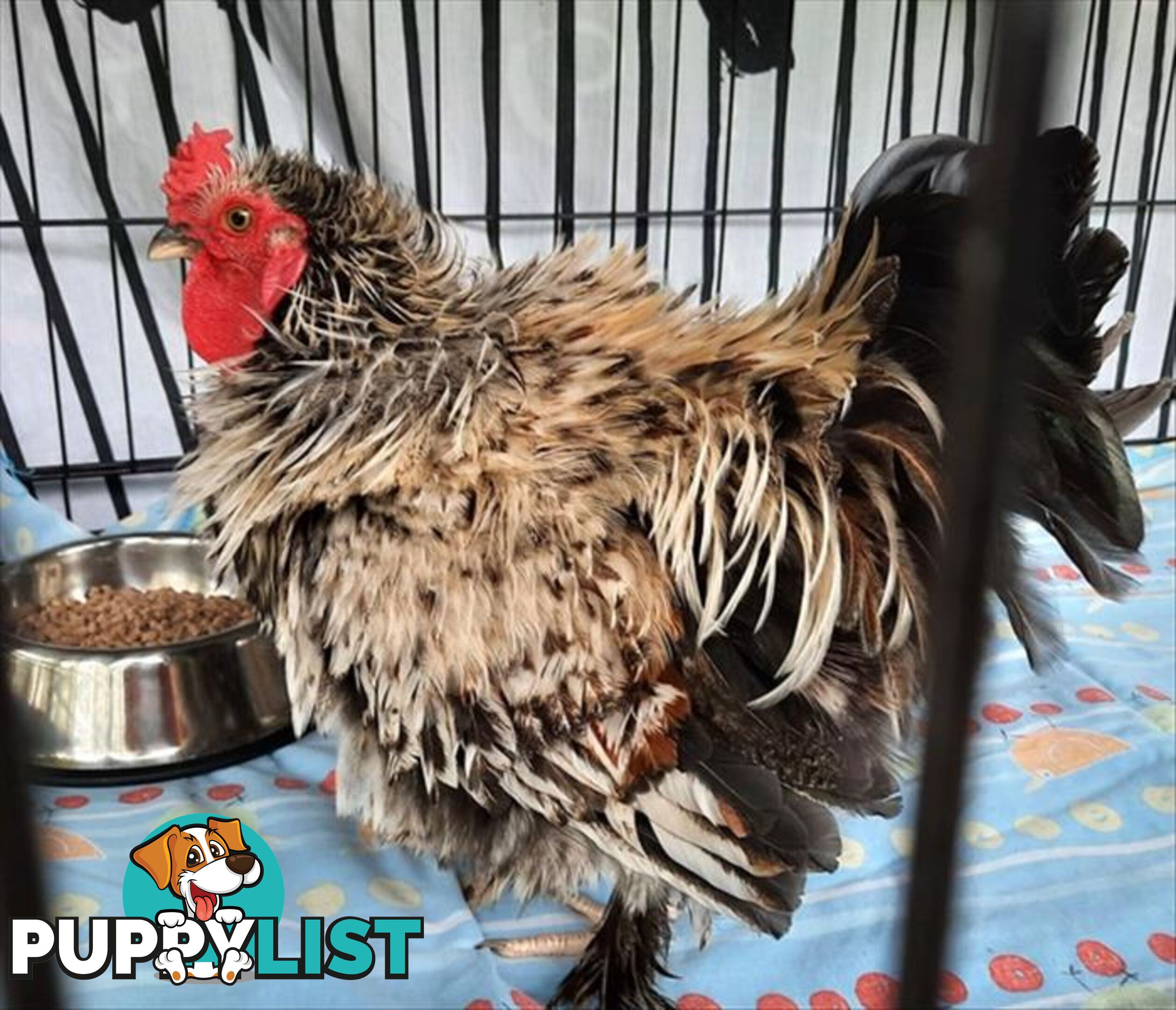 Anoki - Bantam Rooster - Frizzle, 0 Years 6 Months 1 Week