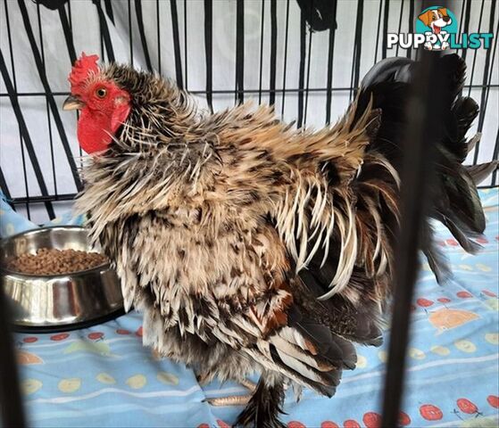 Anoki - Bantam Rooster - Frizzle, 0 Years 6 Months 1 Week