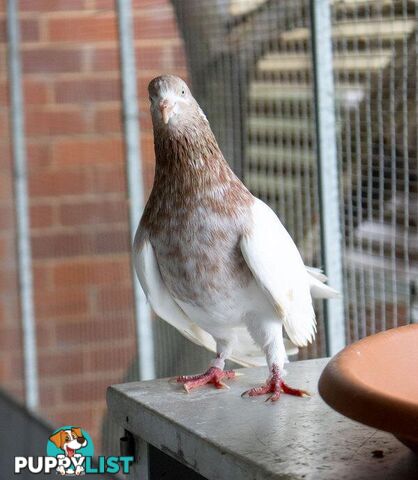 Launchpad - Pigeon, 5