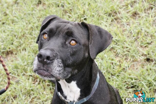 Jem - Australian Bandog, 7 Years 8 Months 0 Weeks