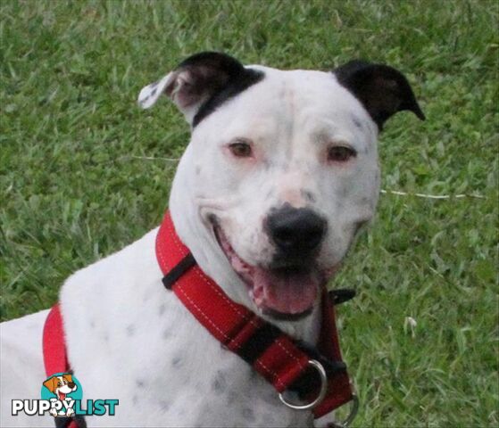 Panda - American Staffordshire Bull Terrier, 3 Years 1 Month 1 Week (approx)