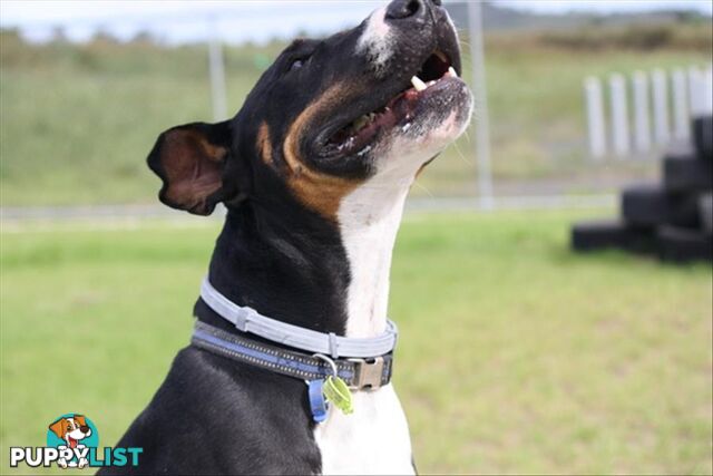 Ralphy - Bull Terrier, 1 Year 9 Months 3 Weeks