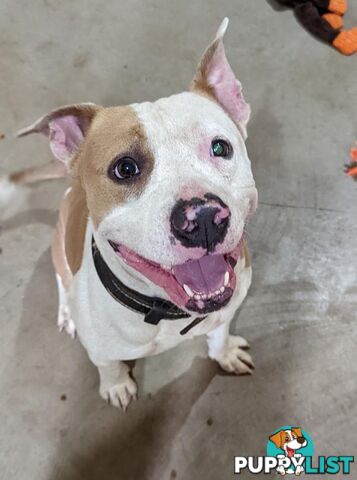 Bandit - American Staffordshire Bull Terrier, 3 Years 2 Months 3 Weeks