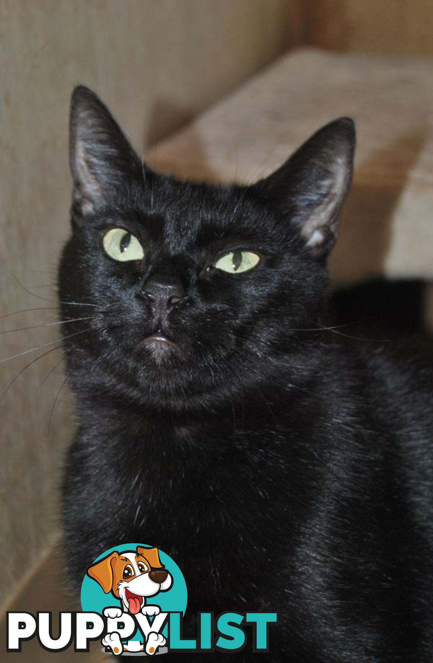 Nashi - Domestic Short Hair, 2 Years 10 Months 1 Week (approx)