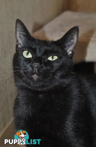 Nashi - Domestic Short Hair, 2 Years 10 Months 1 Week (approx)