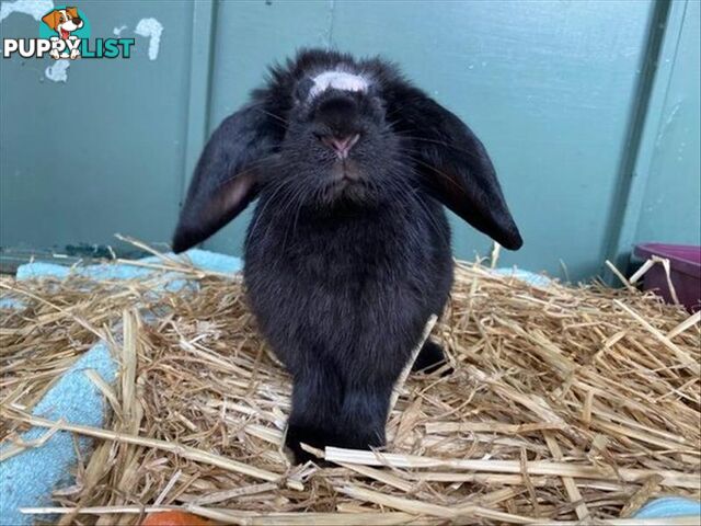 Galadriel - Lop Eared, 0 Years 5 Months 2 Weeks (approx)