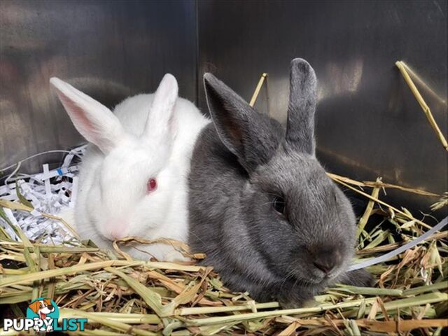 Haku - Domestic Rabbit, 0 Years 5 Months 0 Weeks (approx)