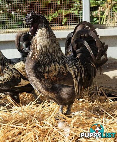 Twister - Rooster - Araucana, 5