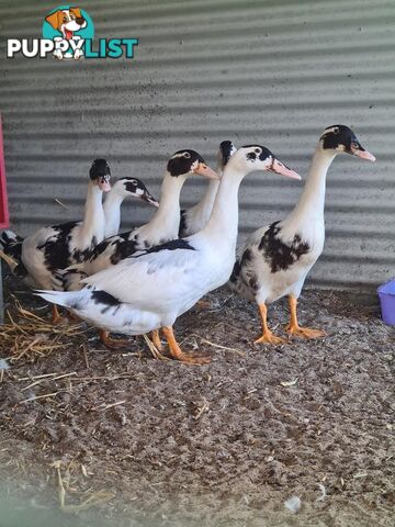 The Good Guys - Muscovy, 0 Years 4 Months 1 Week (approx)