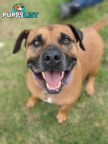 Mate - Staffordshire Bull Terrier, 5 Years 1 Month 1 Week (approx)