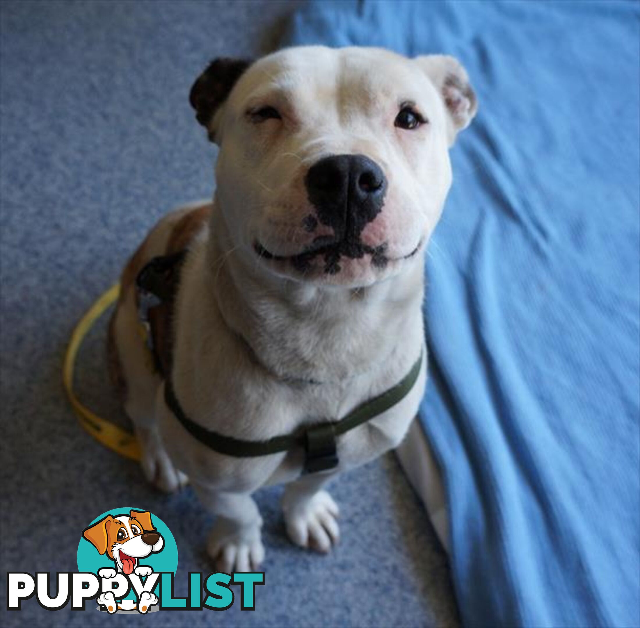 Ivy - English Stafforshire Bull Terrier, 1 Year 4 Months 3 Weeks