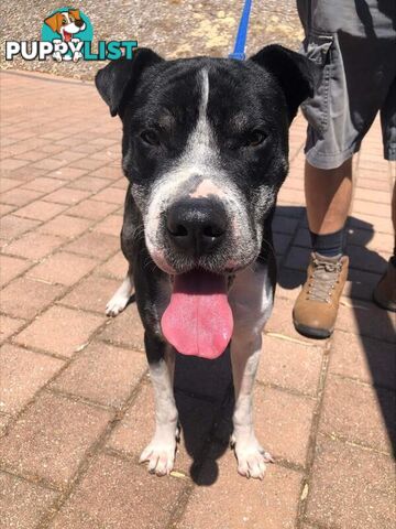 Hamish - Staffordshire Bull Terrier, 3 Years 4 Months 1 Week