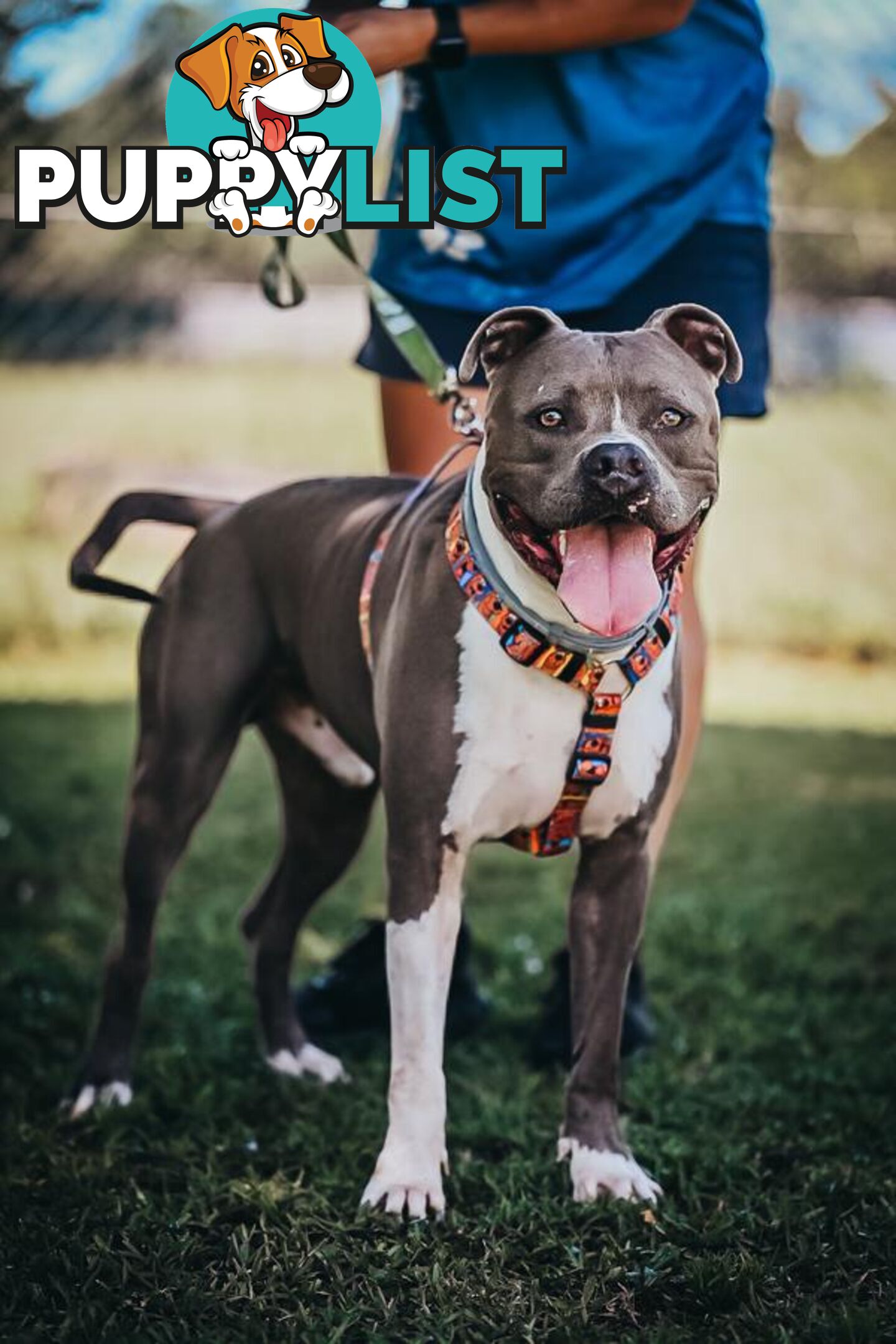 Hulk - Staffy, 2 Years 9 Months 1 Week