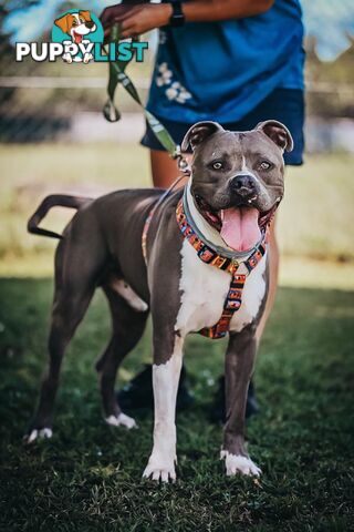 Hulk - Staffy, 2 Years 9 Months 1 Week