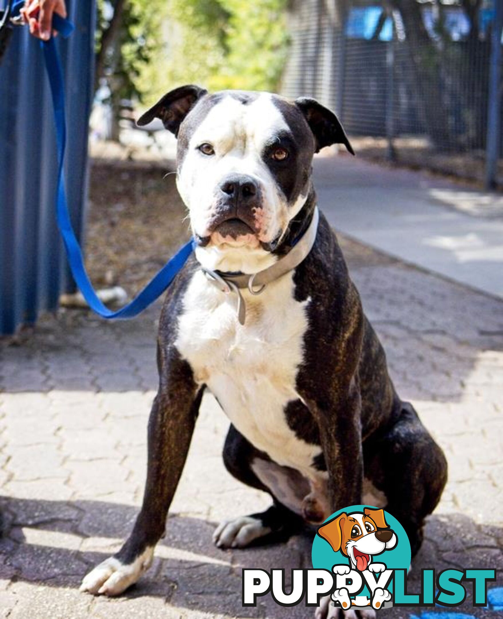 Bronx - American Bulldog, 4 Years 11 Months 1 Week