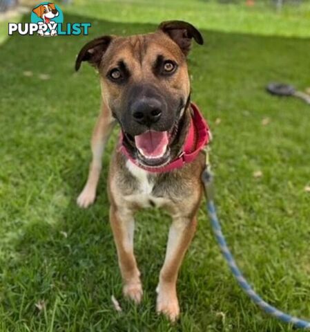 George - American Staffy, 2 Years 1 Month 0 Weeks