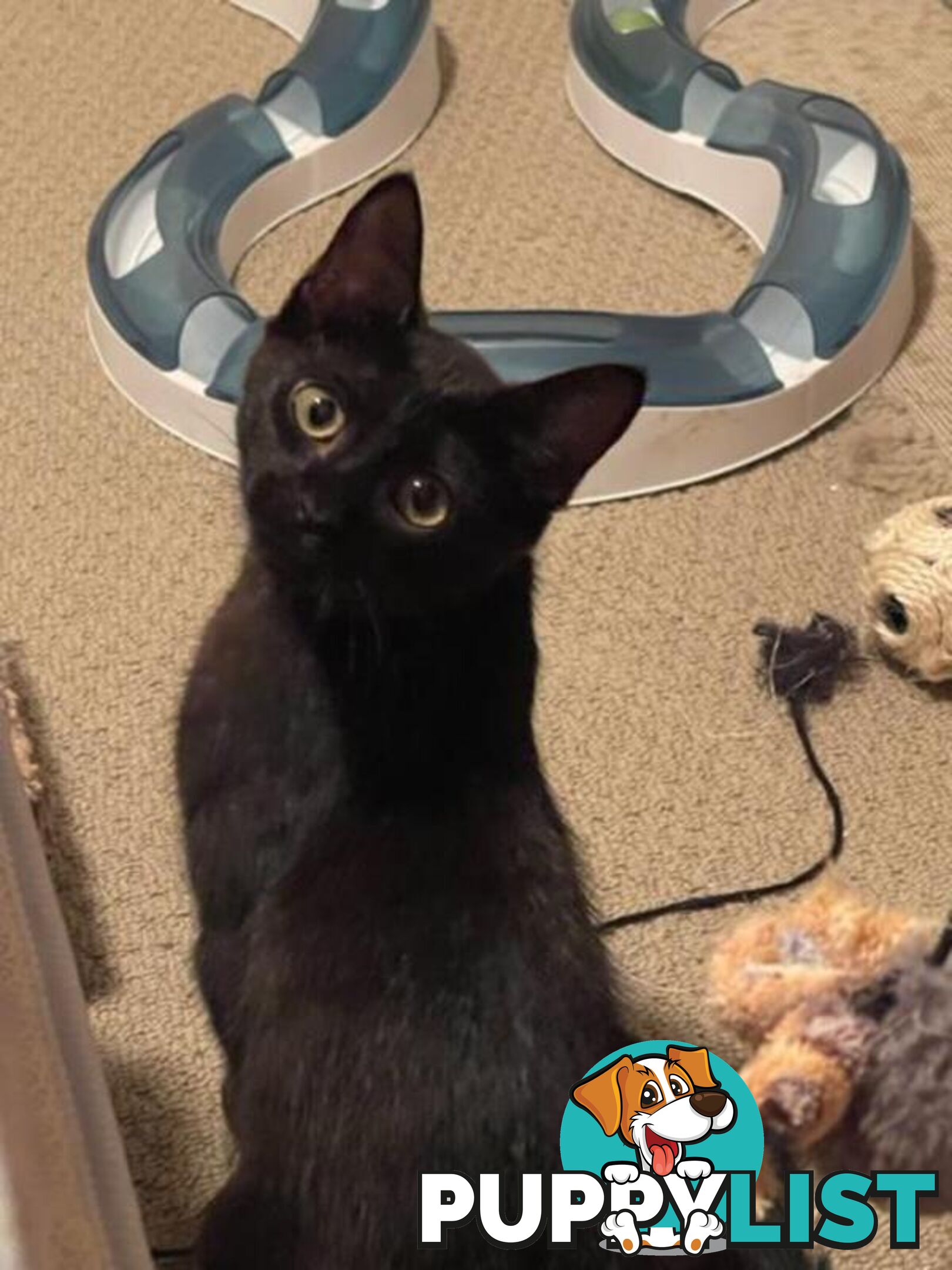 Maya - Domestic Short Hair, 0 Years 6 Months 1 Week (approx)