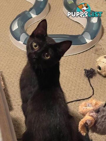 Maya - Domestic Short Hair, 0 Years 6 Months 1 Week (approx)