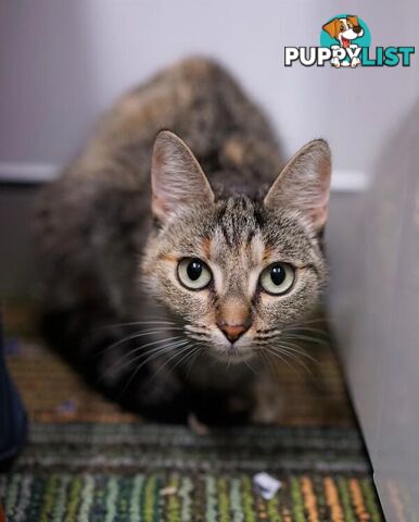 Delores - Domestic Short Hair, 1 Year 1 Month 1 Week (approx)