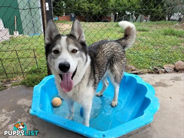 Harvey - Siberian Husky, 8 Years 1 Month 1 Week