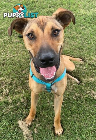 Scooby - Rhodesian Ridgeback, 1 Year 3 Months 1 Week (approx)