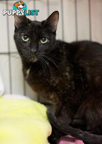 Imogen - Domestic Short Hair, 3 Years 3 Months 3 Weeks (approx)