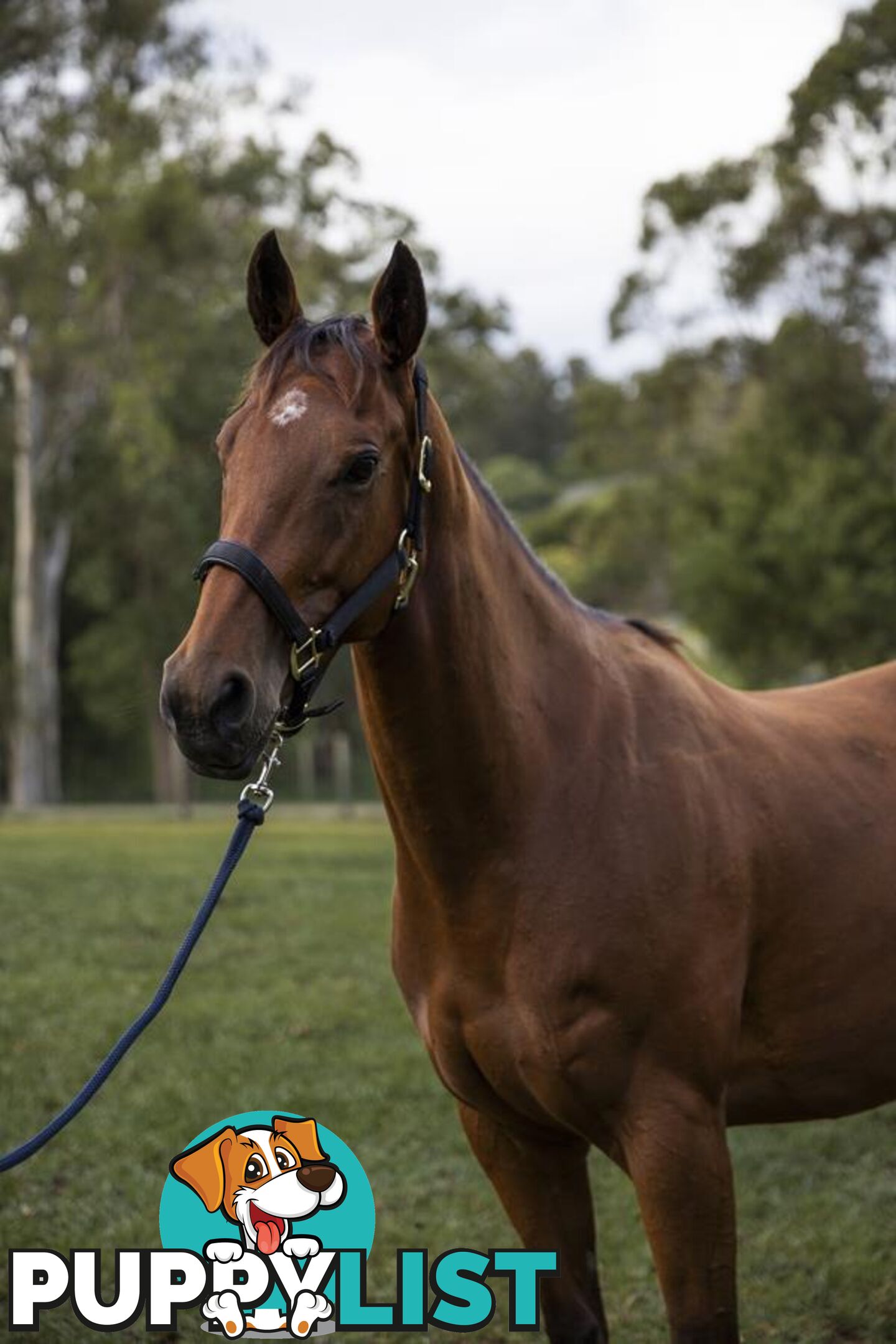 Rosie - Quarter Horse, 4 Years 5 Months 1 Week (approx)