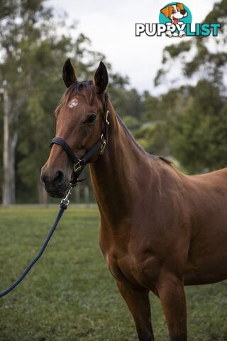 Rosie - Quarter Horse, 4 Years 5 Months 1 Week (approx)