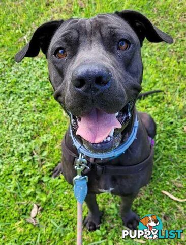 Cutie - Shar Pei, 2 Years 9 Months 1 Week (approx)