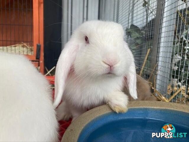 Benja - Lop Eared, 0 Years 4 Months 3 Weeks (approx)