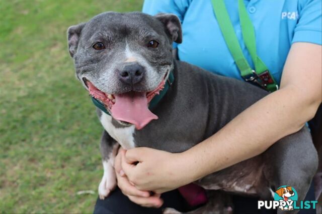 Cutie - Staffordshire Bull Terrier, 7 Years 5 Months 0 Weeks