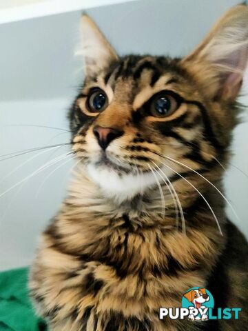 Kyle - Domestic Medium Hair, 0 Years 4 Months 1 Week (approx)