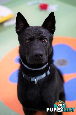 Zorro - Akita, 2 Years 0 Months 3 Weeks (approx)