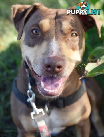 Lucky - Kelpie, 1 Year 11 Months 2 Weeks