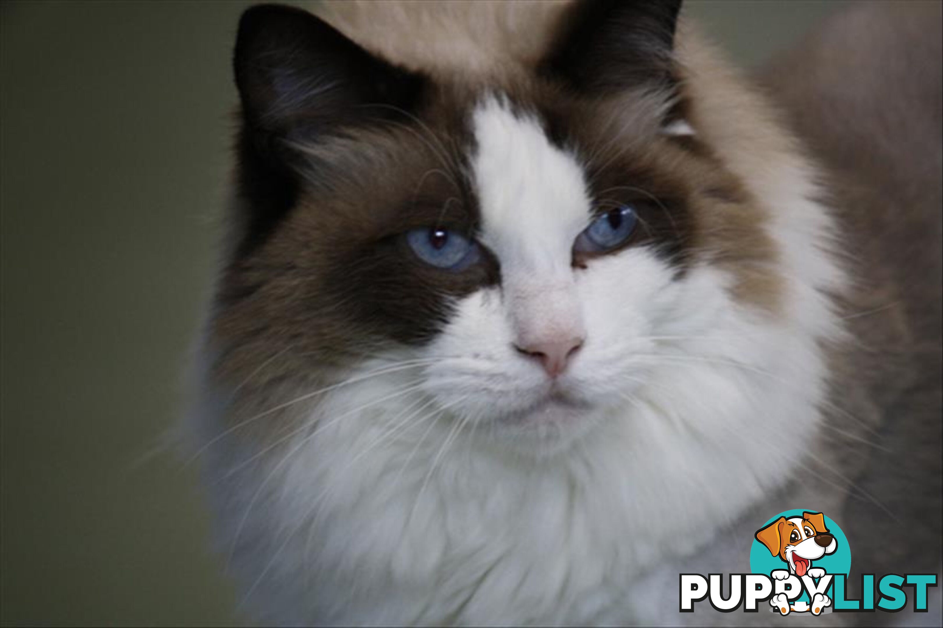 Lotto - Ragdoll, 6 Years 0 Months 1 Week (approx)