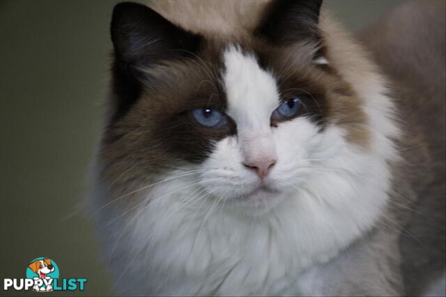 Lotto - Ragdoll, 6 Years 0 Months 1 Week (approx)