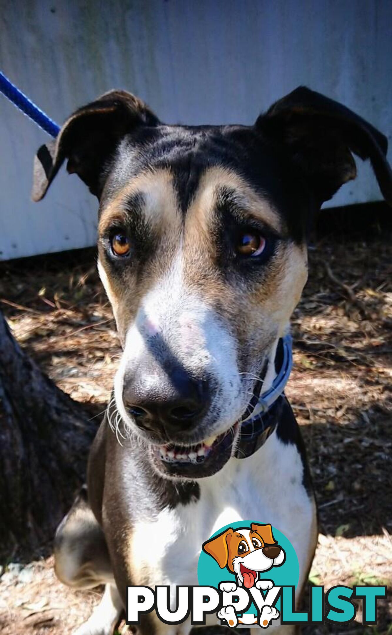 Tilly - Great Dane, 3 Years 11 Months 1 Week