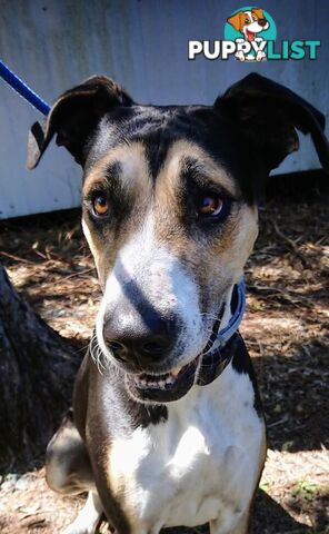 Tilly - Great Dane, 3 Years 11 Months 1 Week